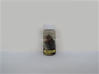 藏品(綠繡眼)的圖片